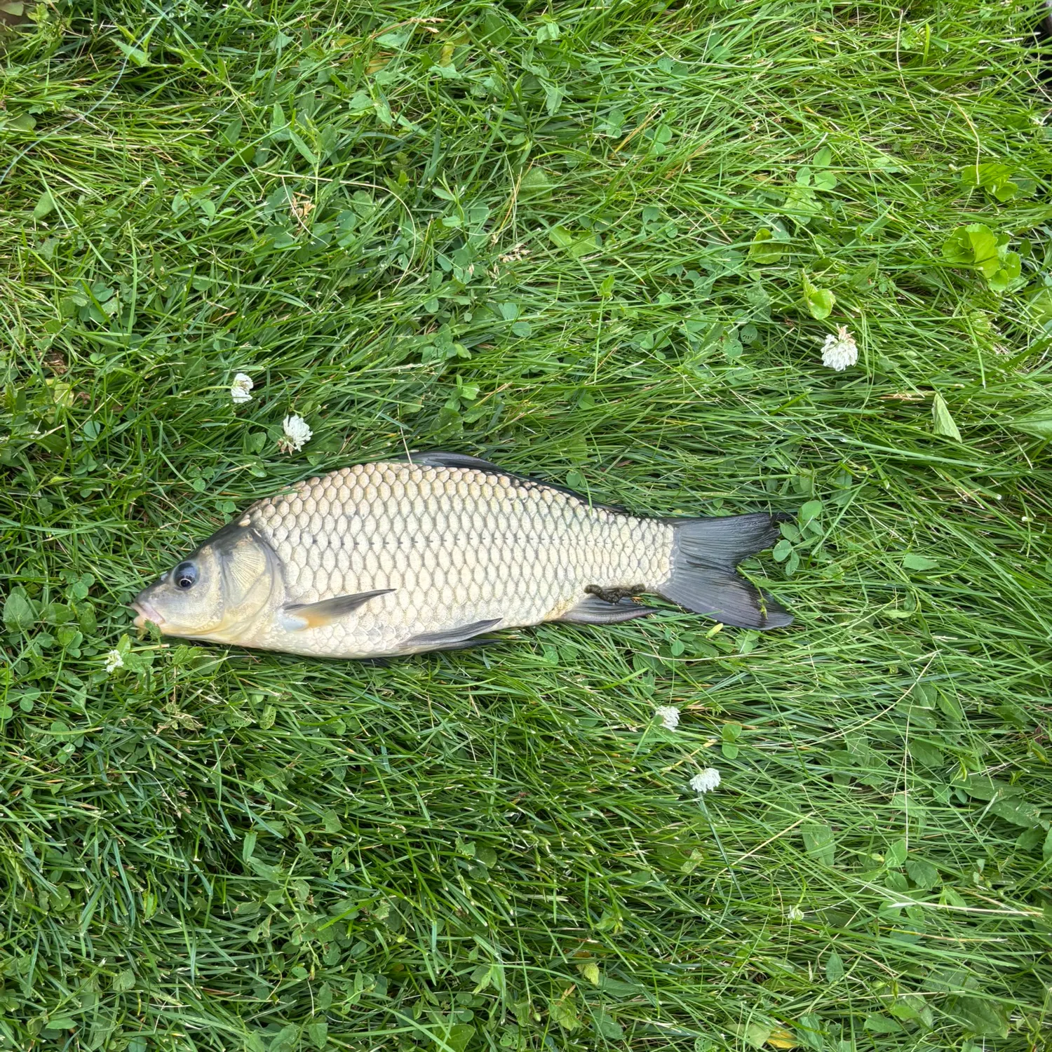 The most recent Prussian carp catches on Fishbrain