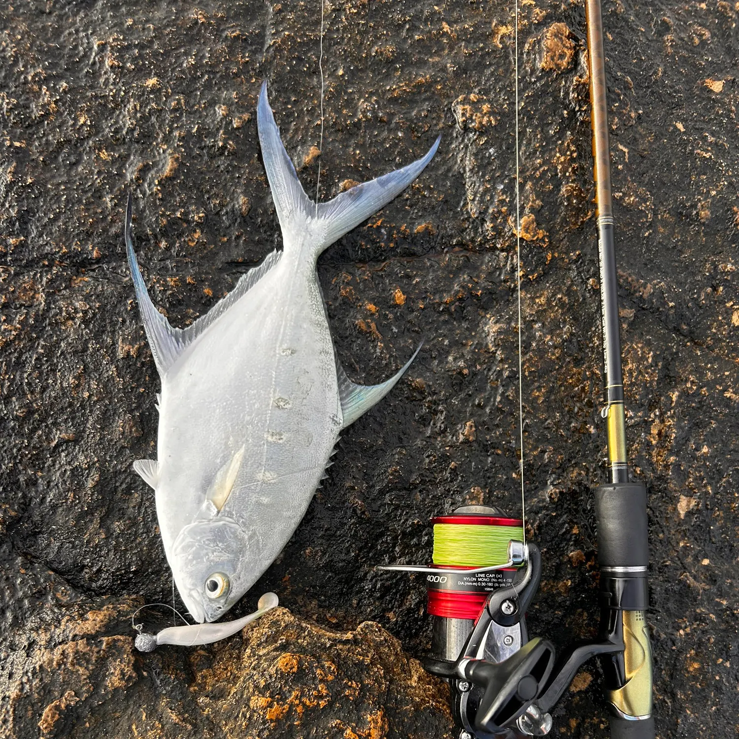 The most recent Largespotted dart catches on Fishbrain