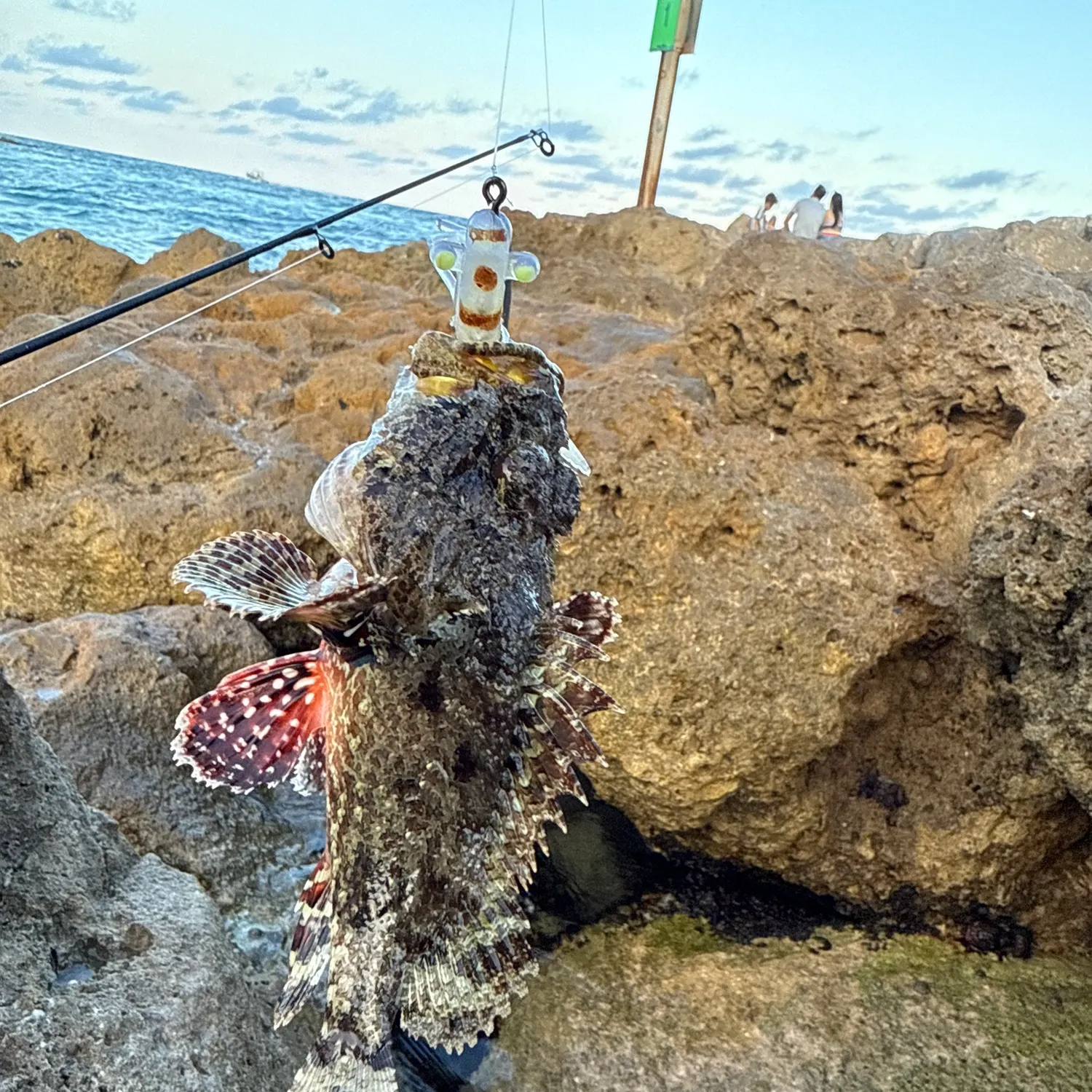 The most recent Pacific spotted scorpionfish catches on Fishbrain