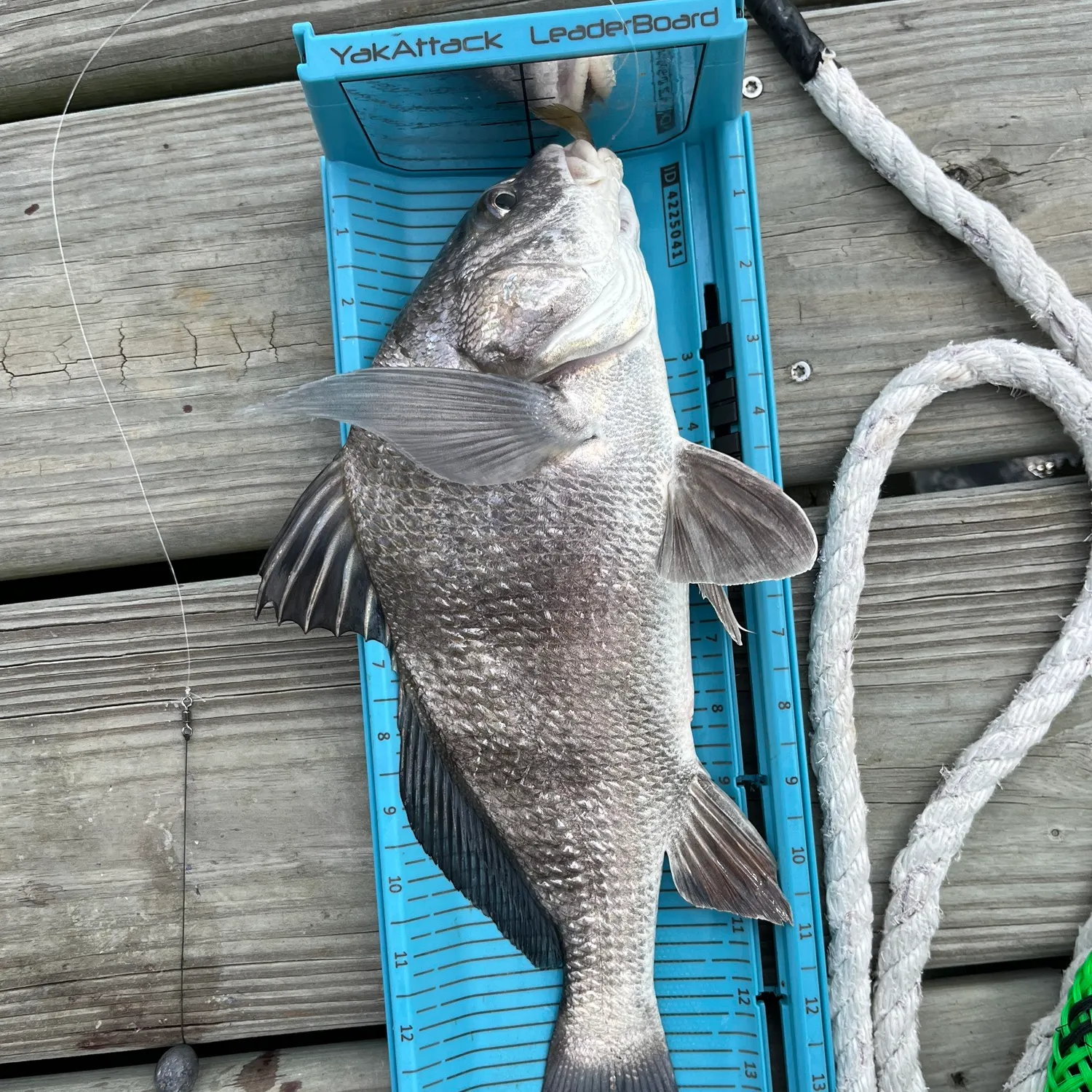 recently logged catches