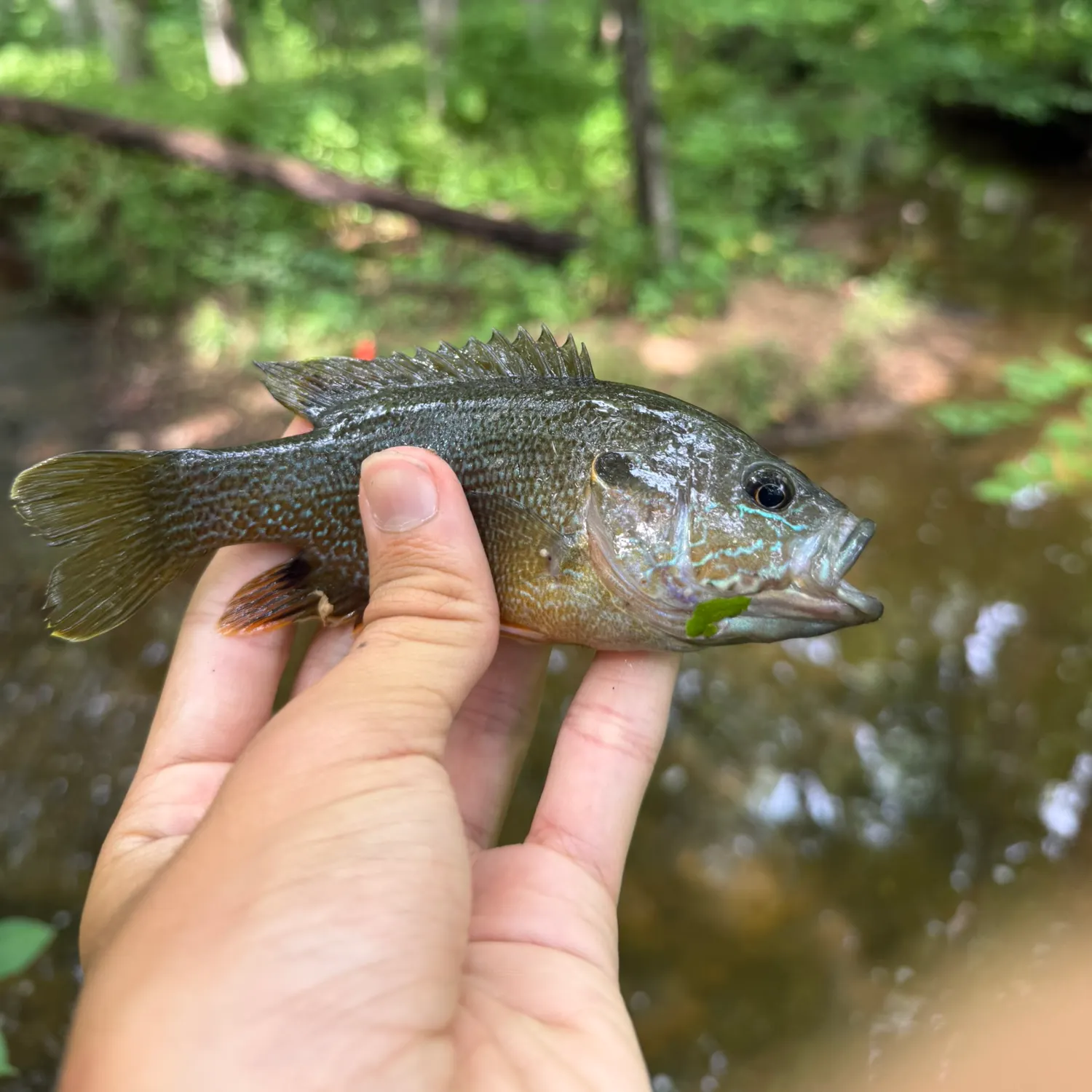 Green sunfish caught on Fishbrain