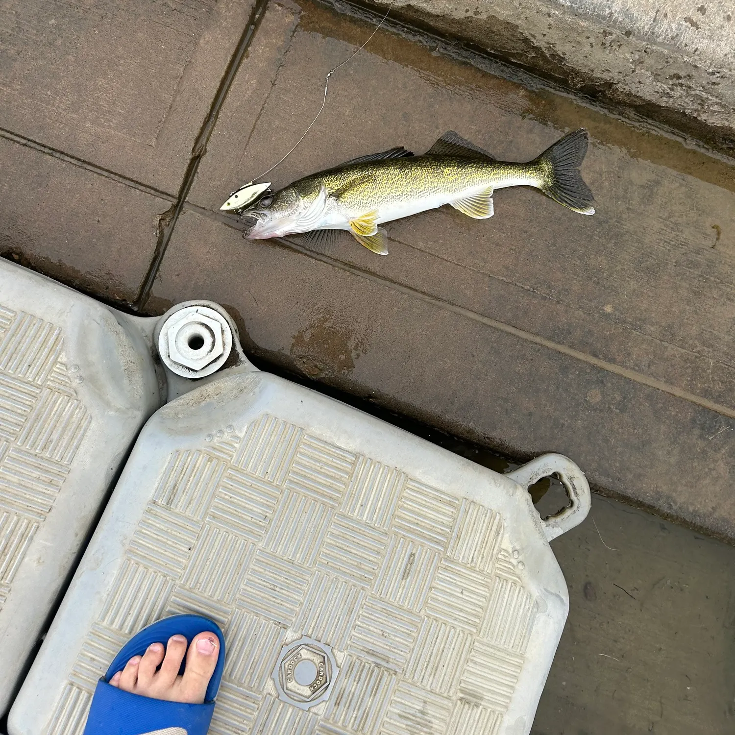 Walleye caught on Fishbrain
