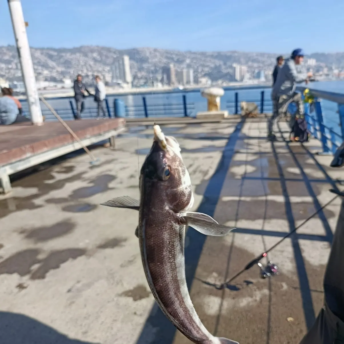 The most recent Pacific sandperch catches on Fishbrain