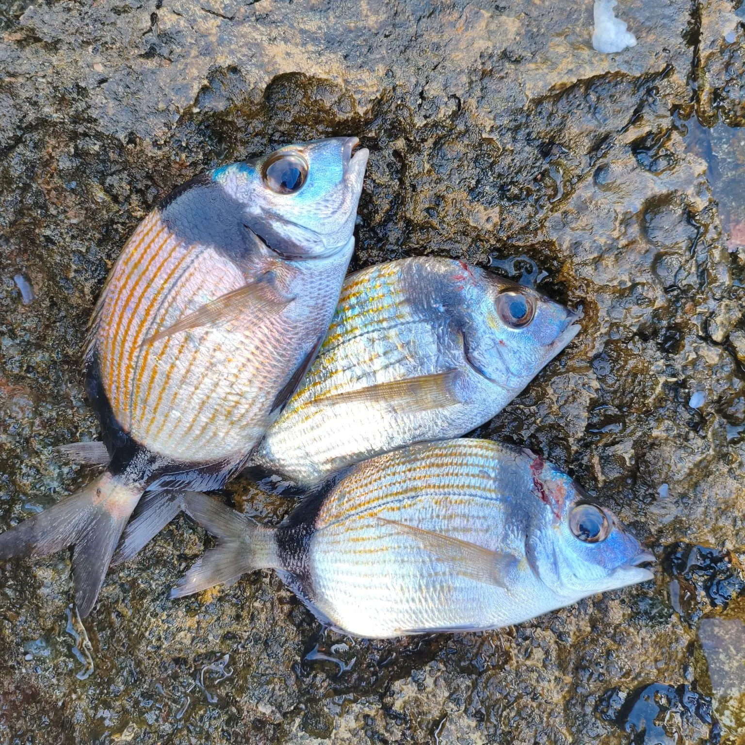 The most recent Common two-banded seabream catches on Fishbrain
