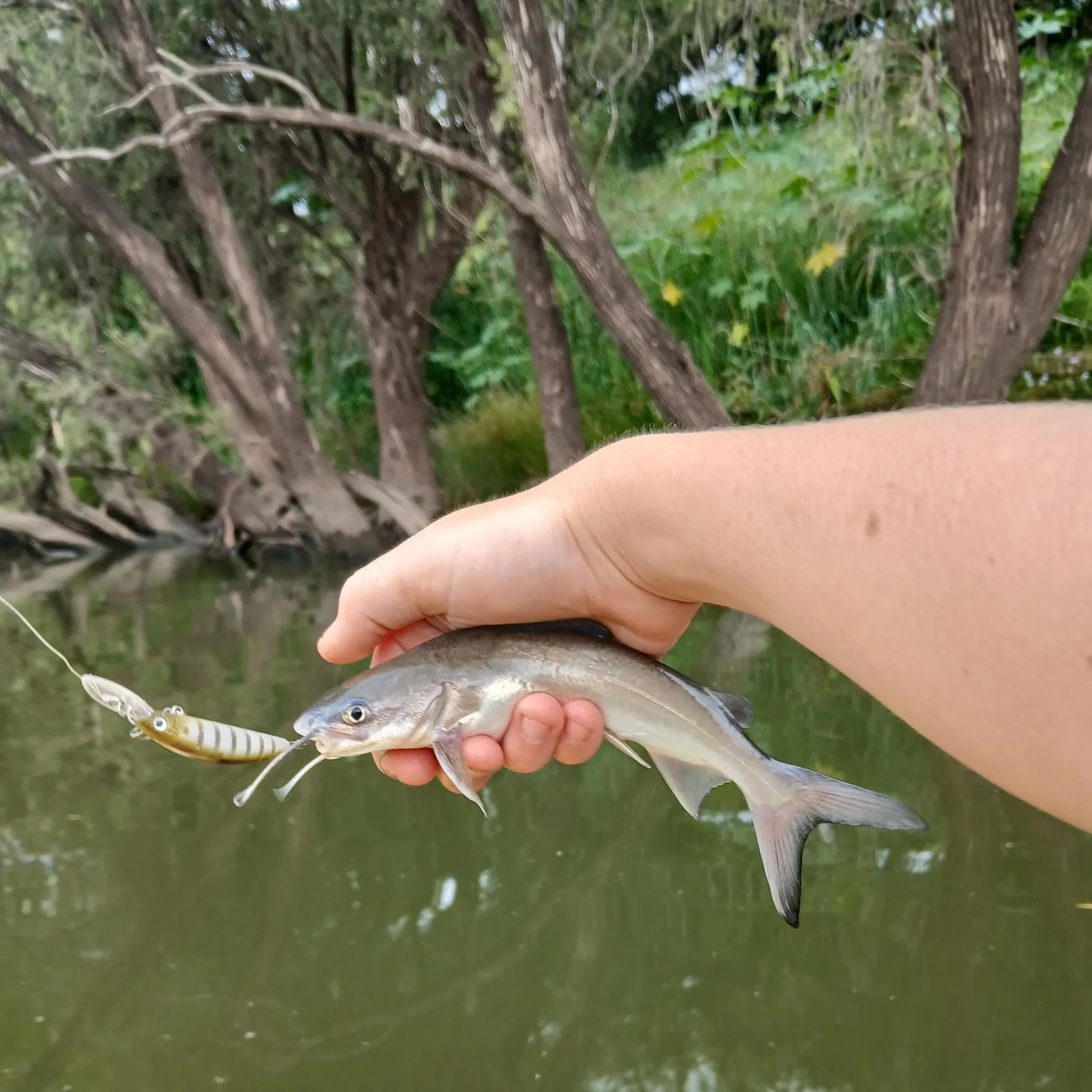 The most recent Blue salmon catfish catches on Fishbrain