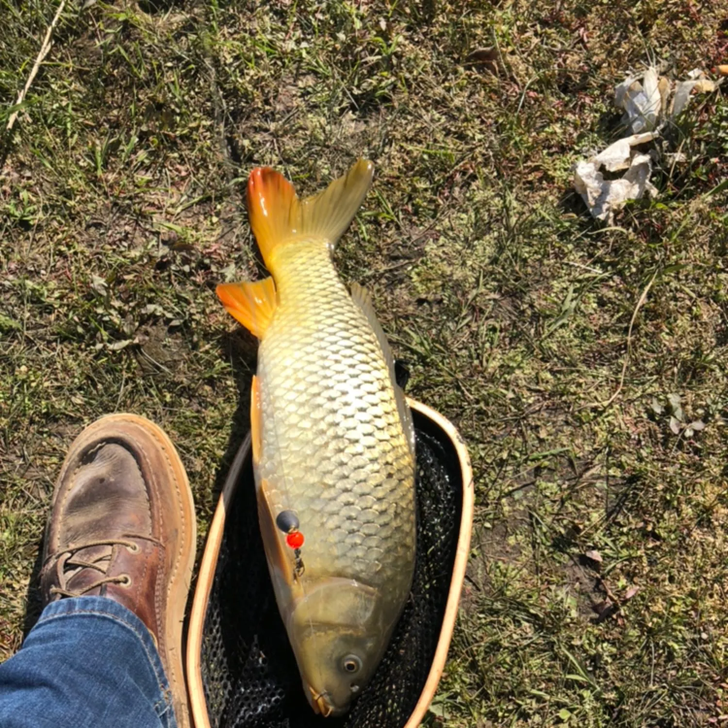 Common carp caught on Fishbrain