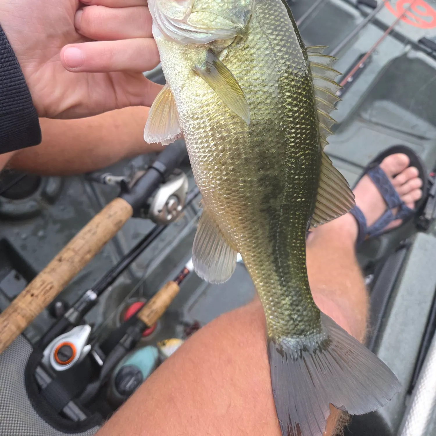 Largemouth bass caught on Fishbrain