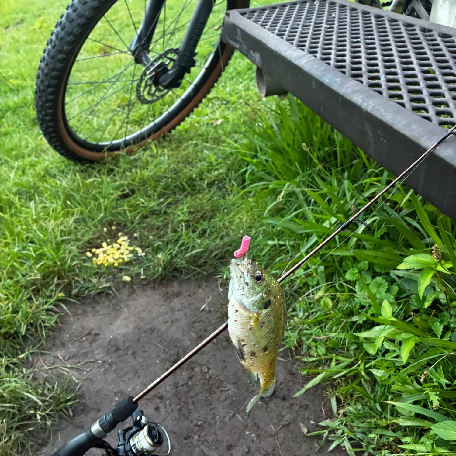 Fish caught on Fishbrain