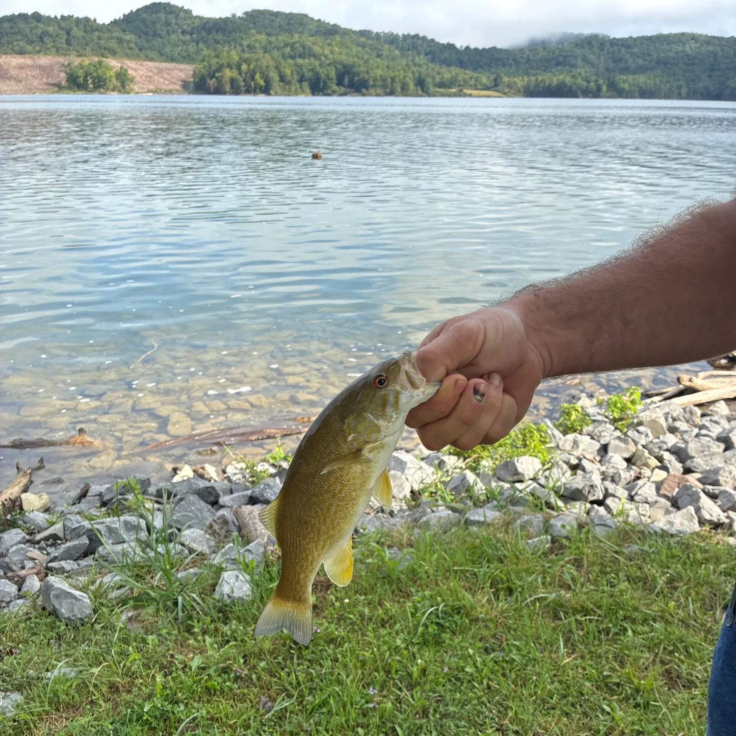 Smallmouth bass caught on Fishbrain