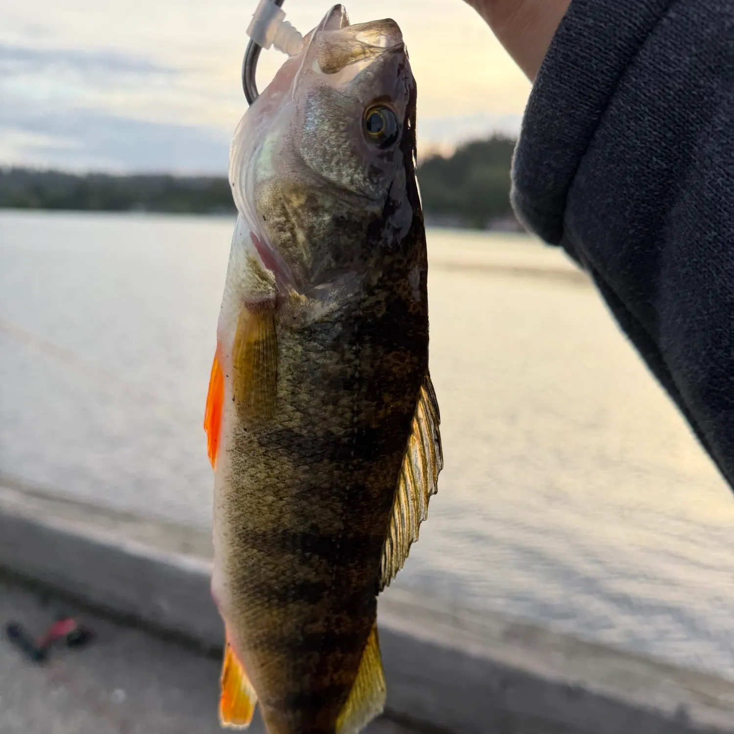 The most recent Yellow perch catches on Fishbrain