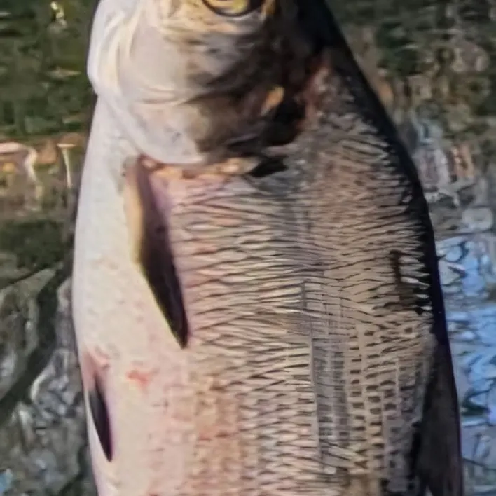 The most recent Hickory shad catches on Fishbrain