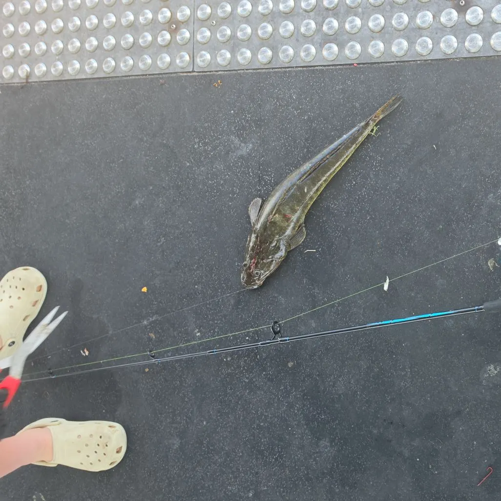 The most recent Bartail flathead catches on Fishbrain