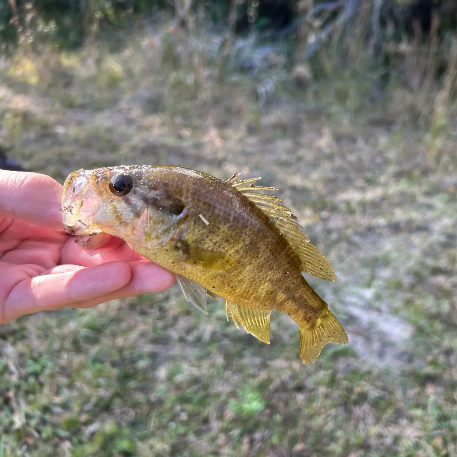 The most recent Warmouth catches on Fishbrain