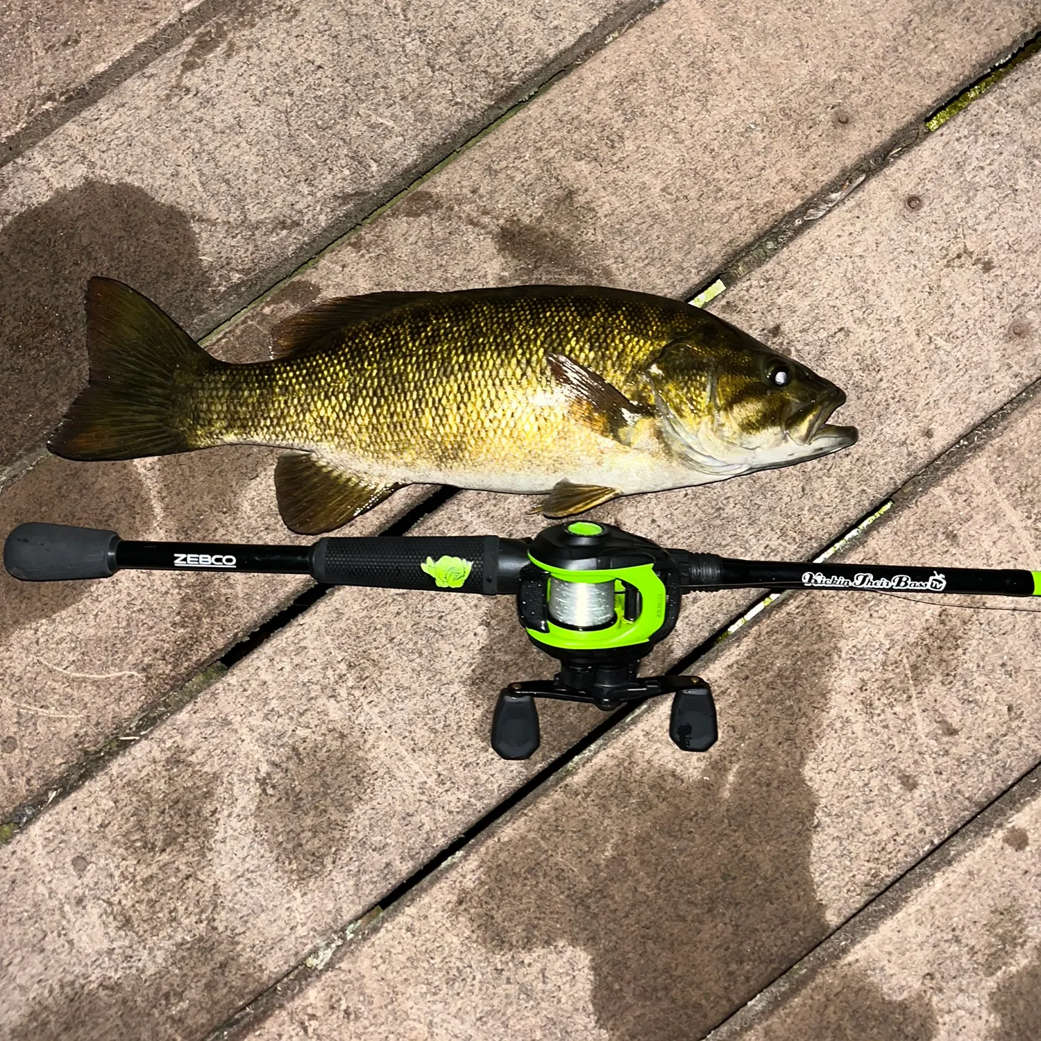 Smallmouth bass caught on Fishbrain
