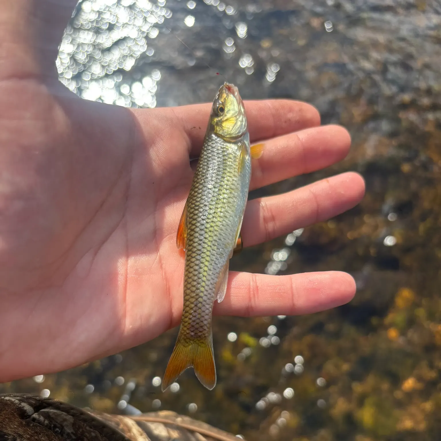 The most recent Bull chub catches on Fishbrain