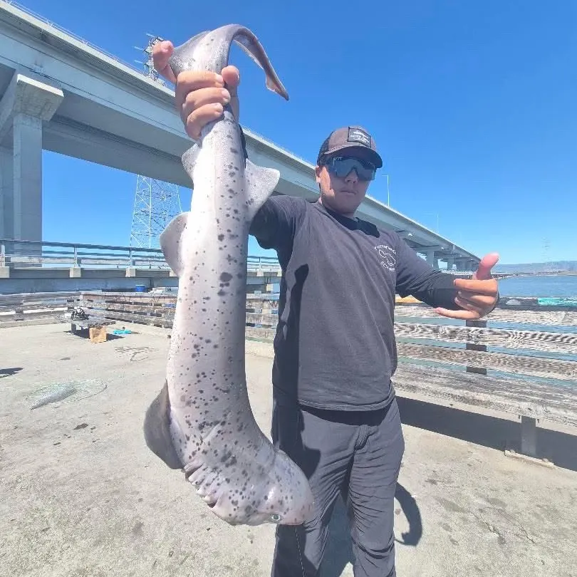 The most recent Broadnose sevengill shark catches on Fishbrain