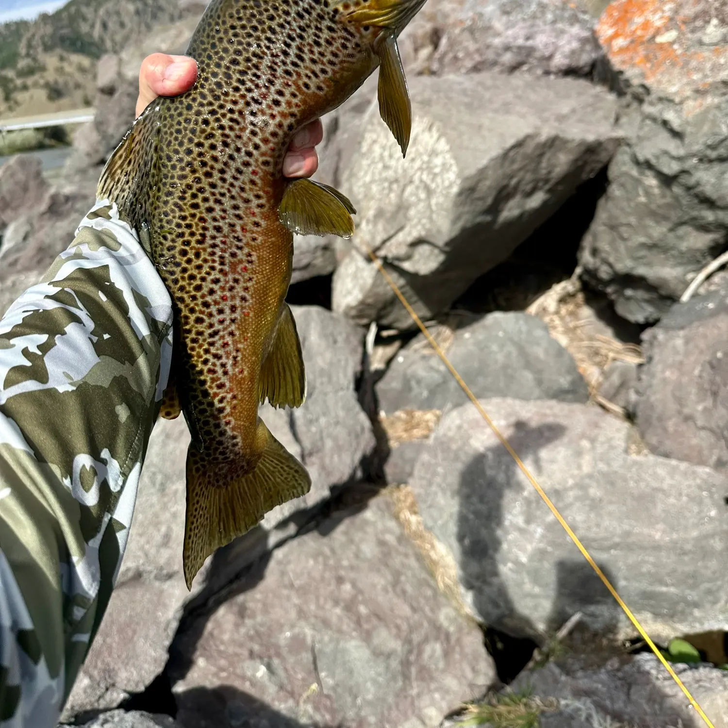 Brown trout caught on Fishbrain
