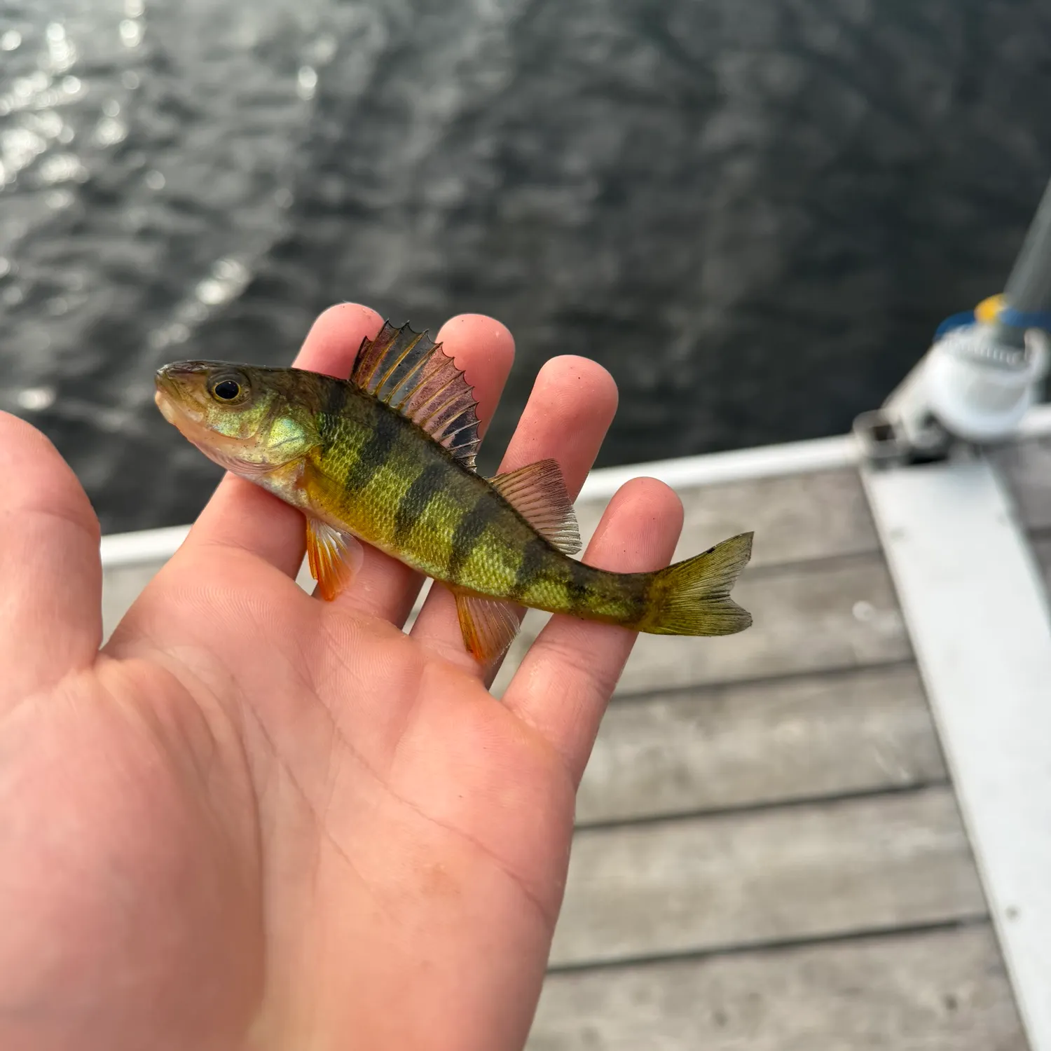 Yellow perch caught on Fishbrain