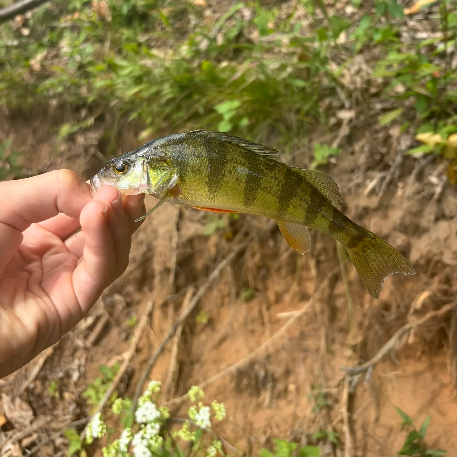 Yellow perch caught on Fishbrain