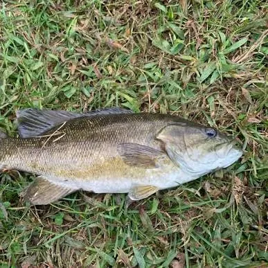 Smallmouth bass caught on Fishbrain
