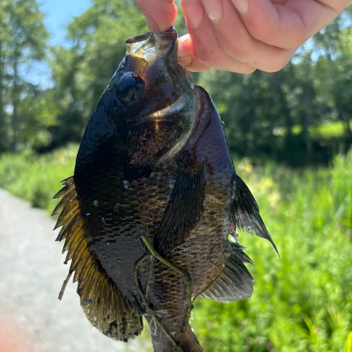 catch