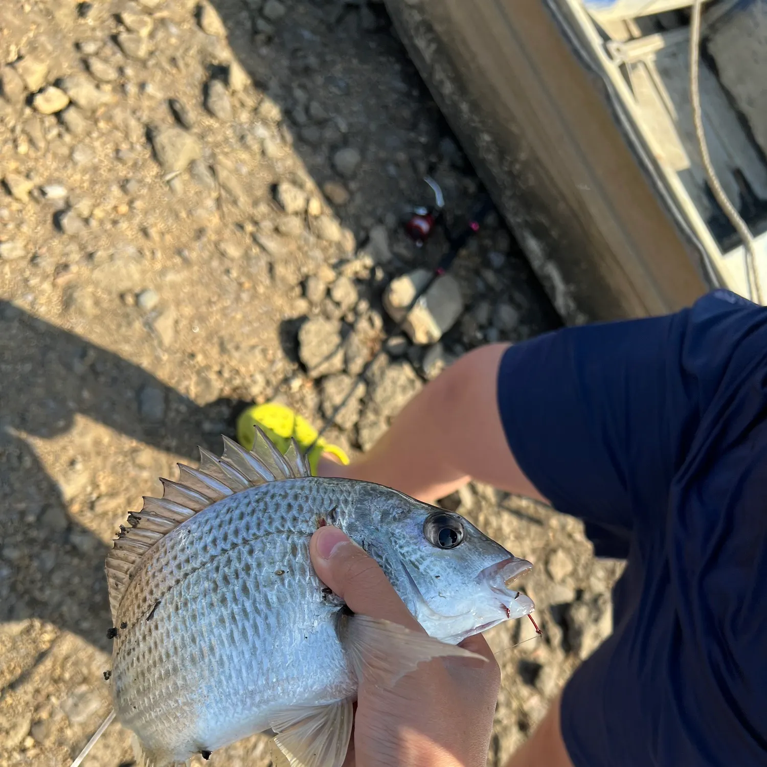 Surf bream caught on Fishbrain