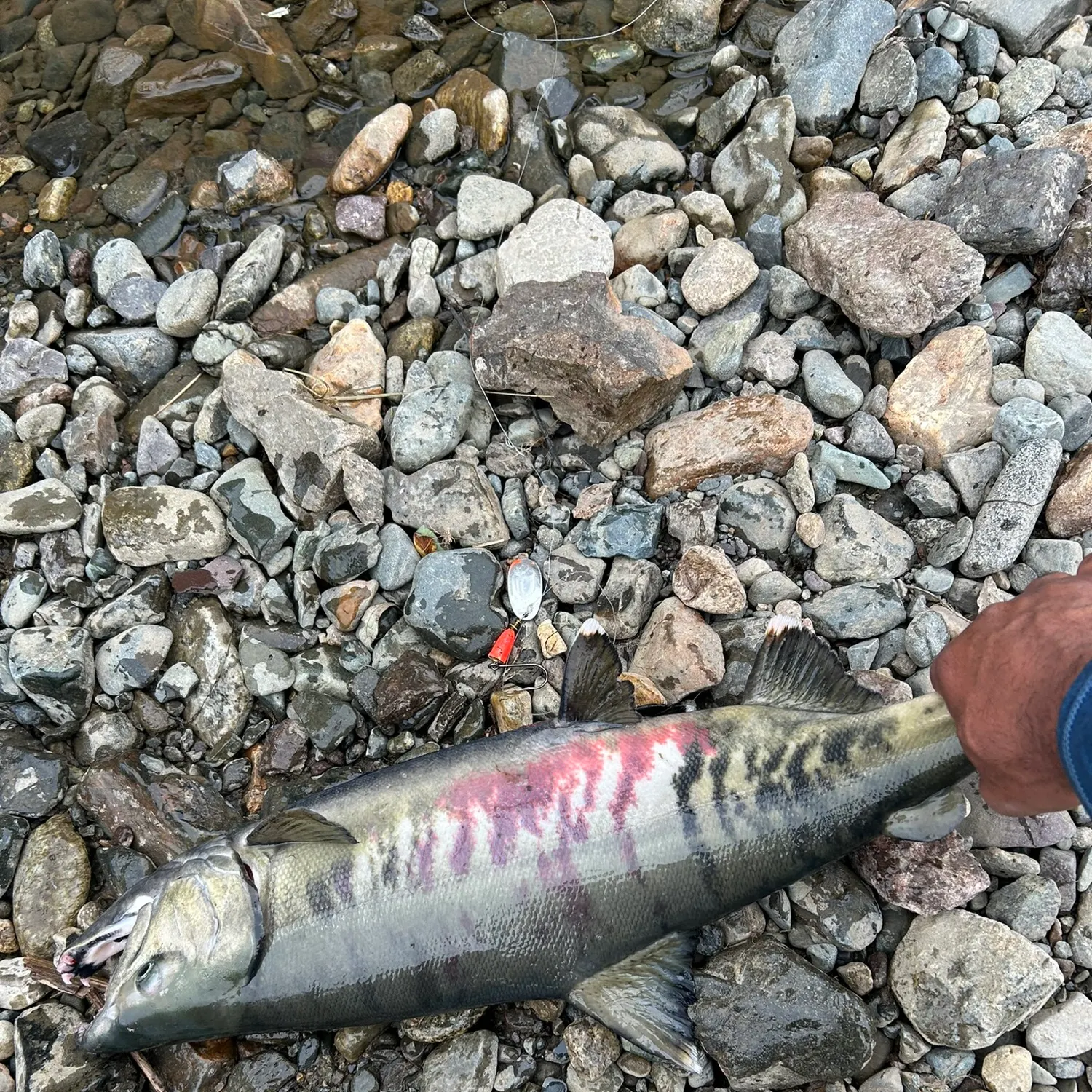 Chum salmon caught on Fishbrain