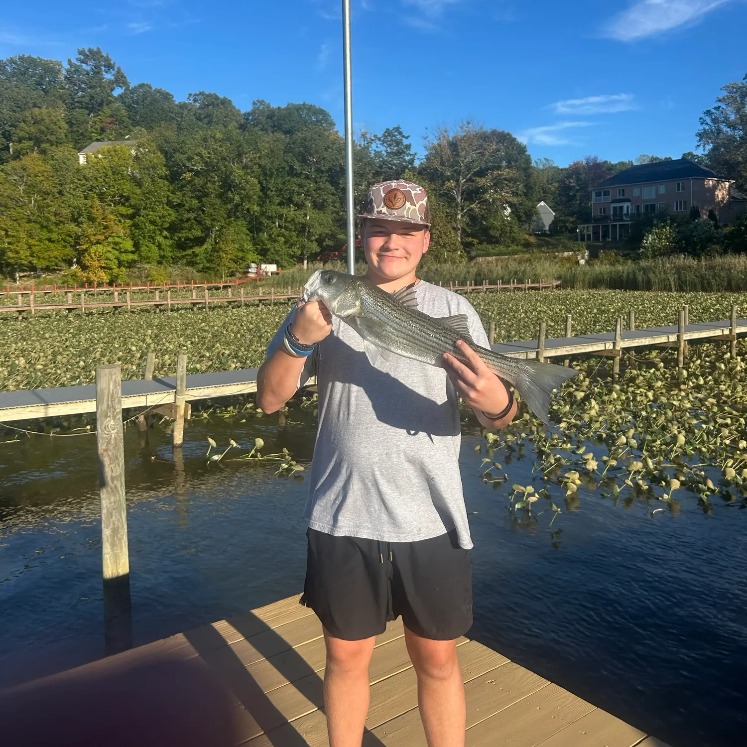 Striped bass caught on Fishbrain