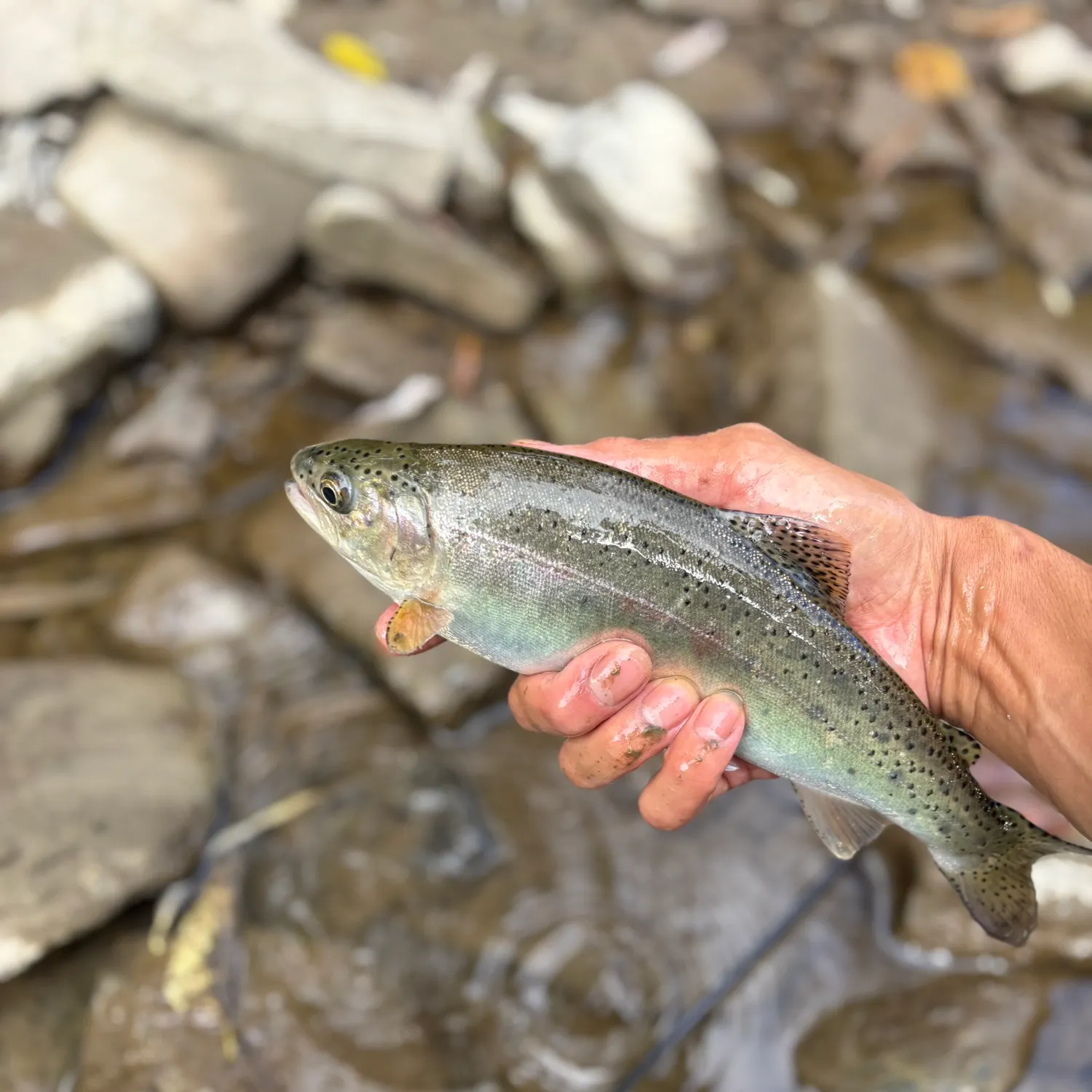 Rainbow trout caught on Fishbrain