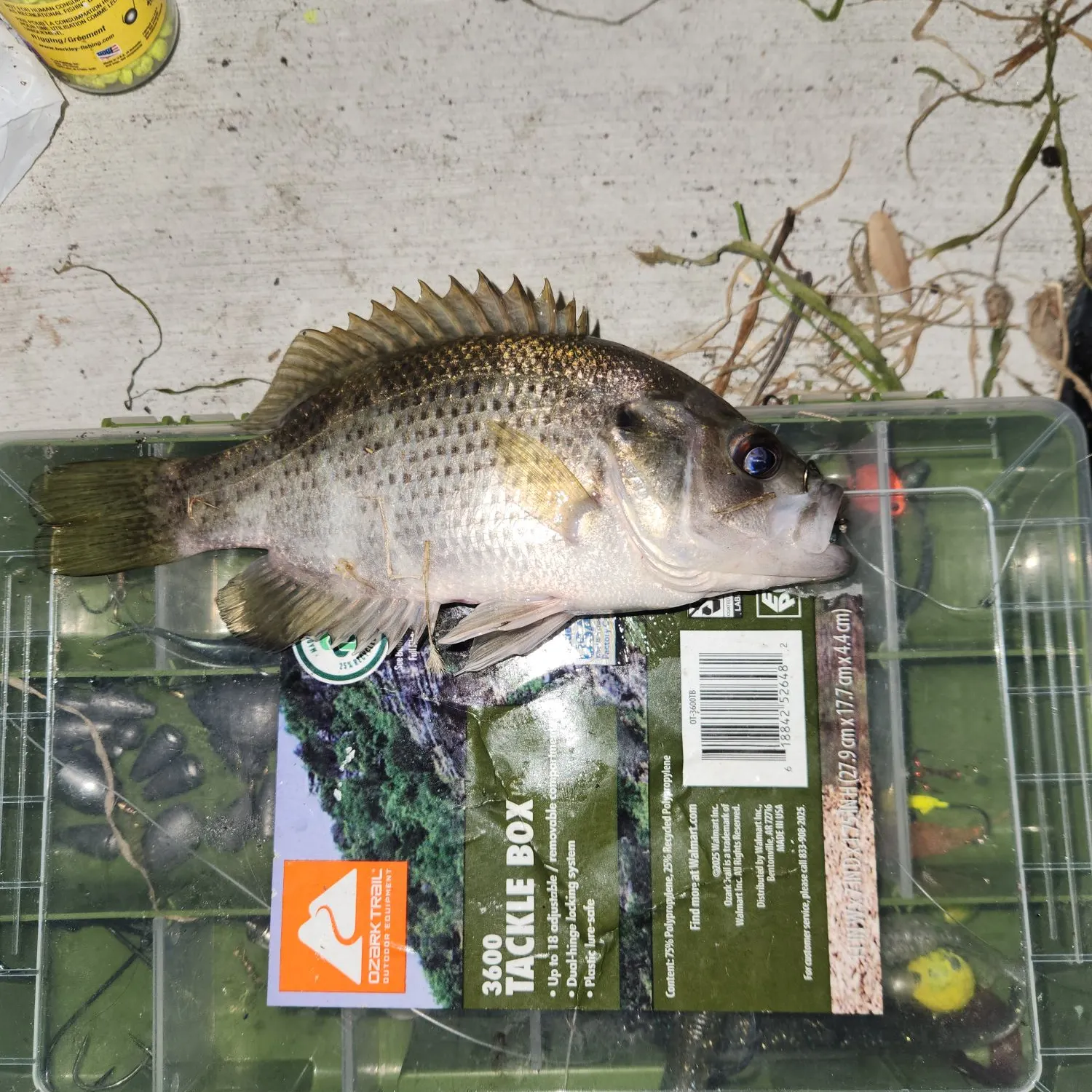 Rock bass caught on Fishbrain