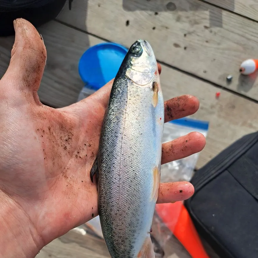 Rainbow trout caught on Fishbrain