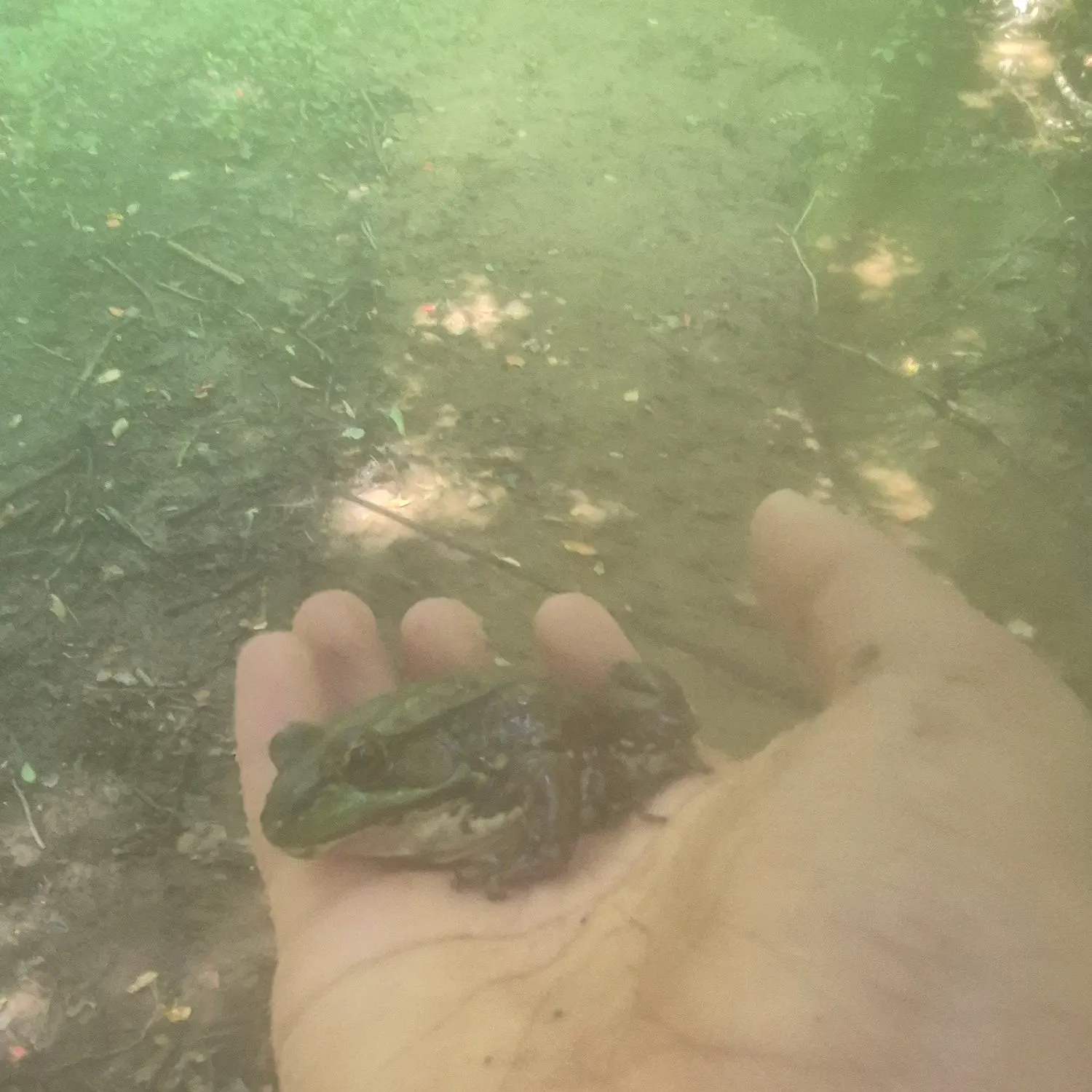 The most recent Green frog catches on Fishbrain