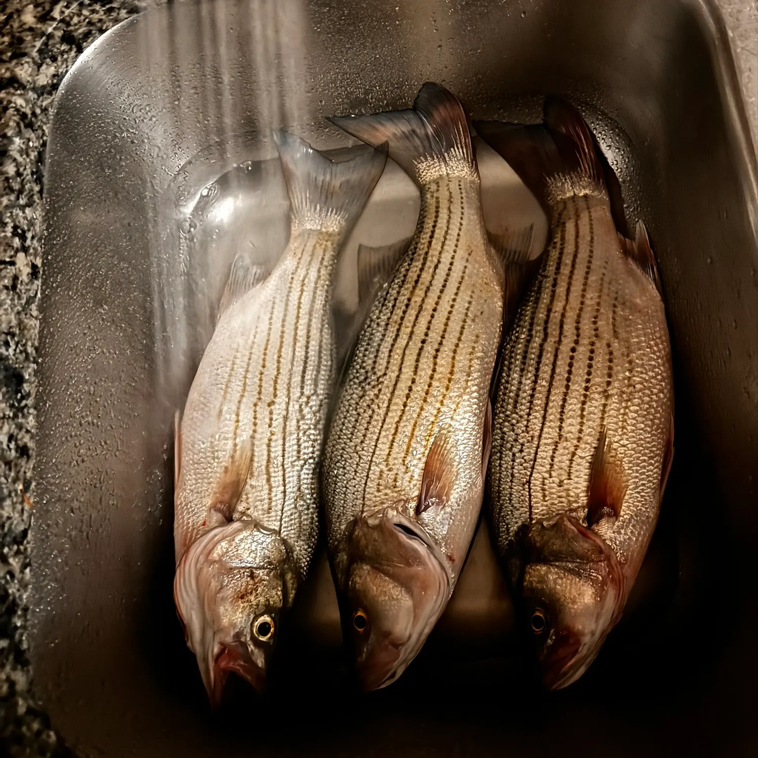 Striped bass caught on Fishbrain