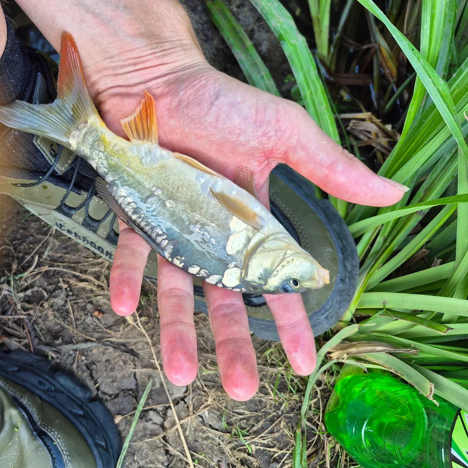 The most recent Mirror carp catches on Fishbrain