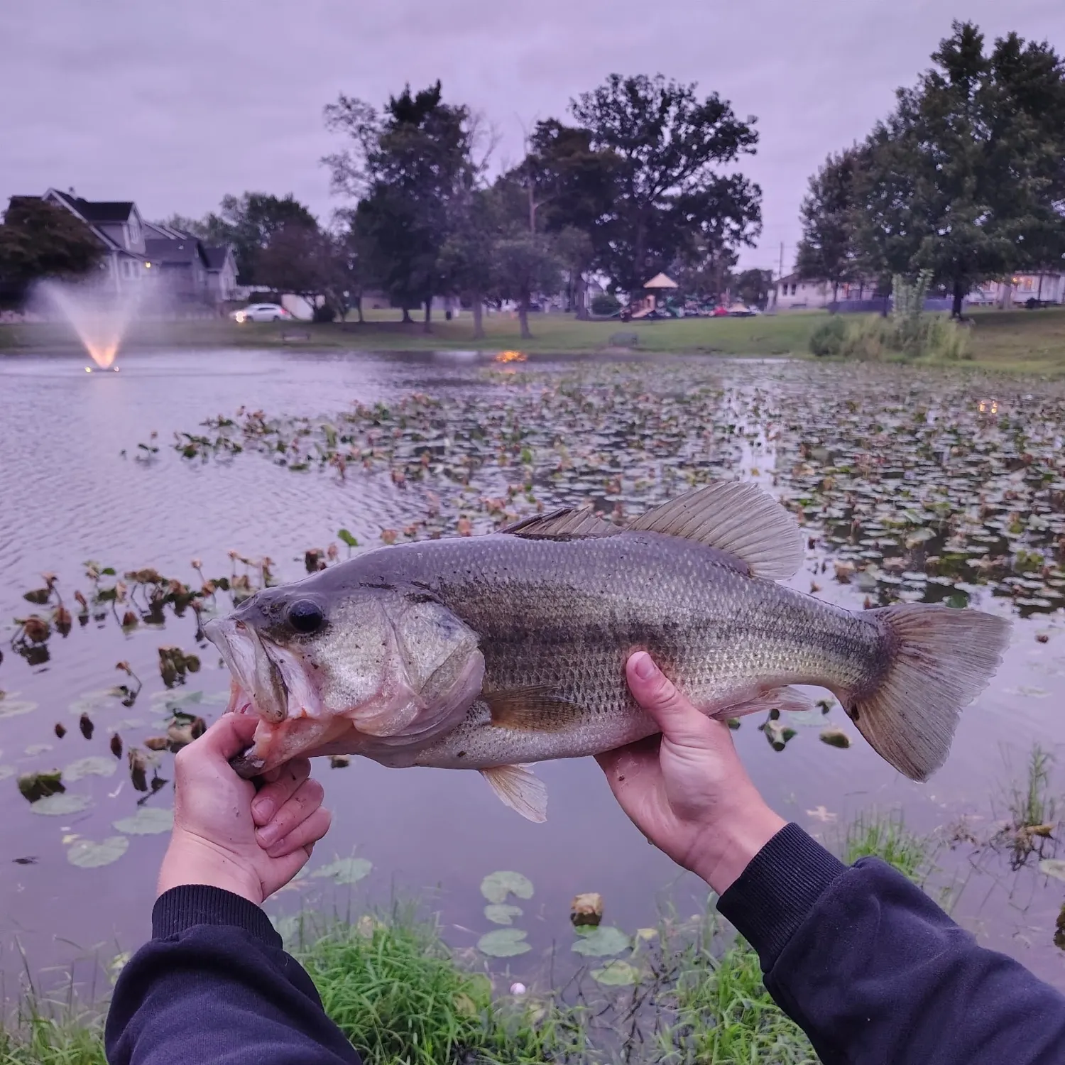Largemouth bass caught on Fishbrain