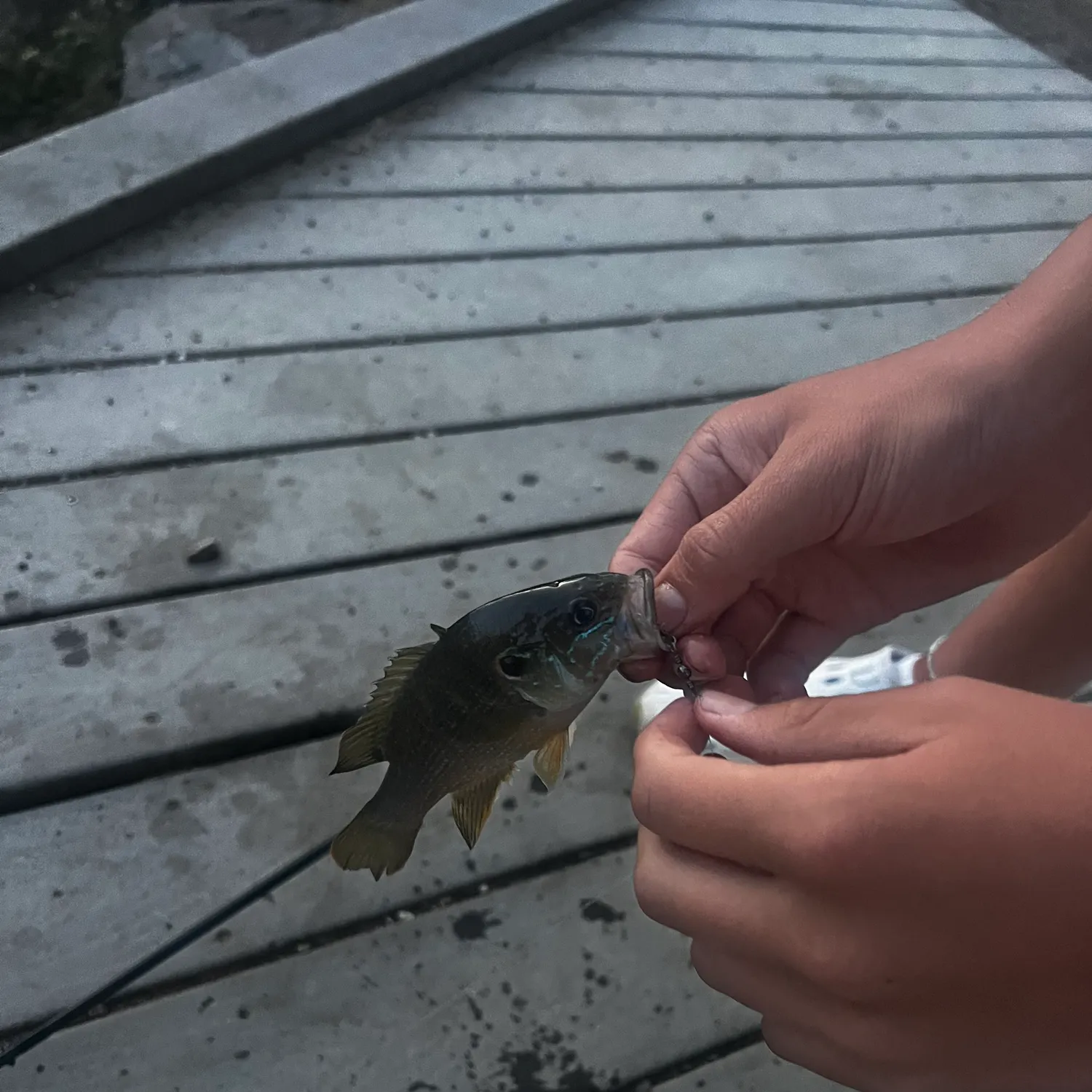 Green sunfish caught on Fishbrain