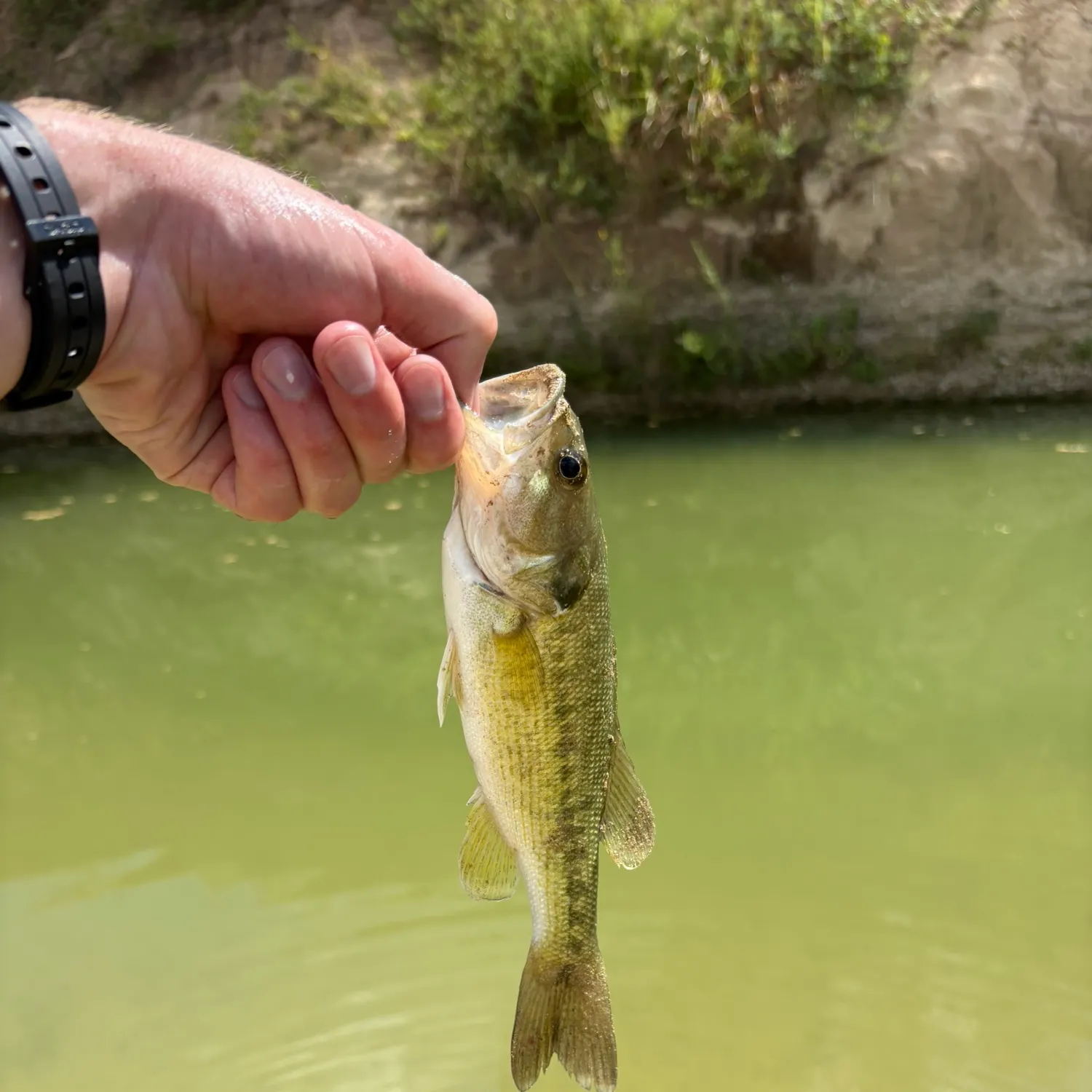 Spotted bass caught on Fishbrain