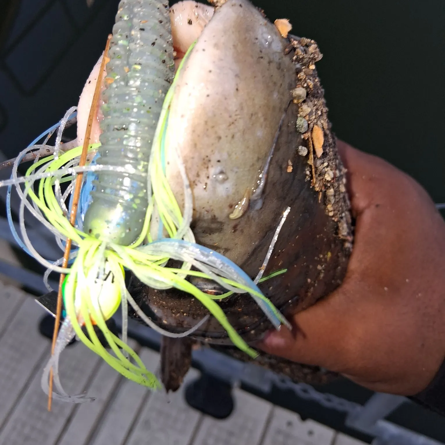 The most recent Channel catfish catches on Fishbrain