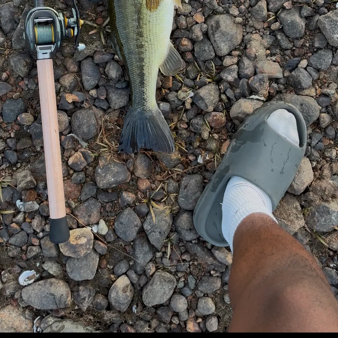 Largemouth bass caught on Fishbrain