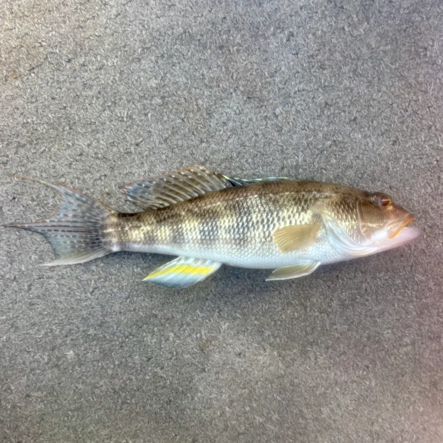 The most recent Bank sea bass catches on Fishbrain