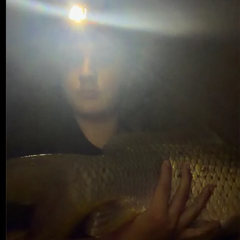 Common carp caught on Fishbrain