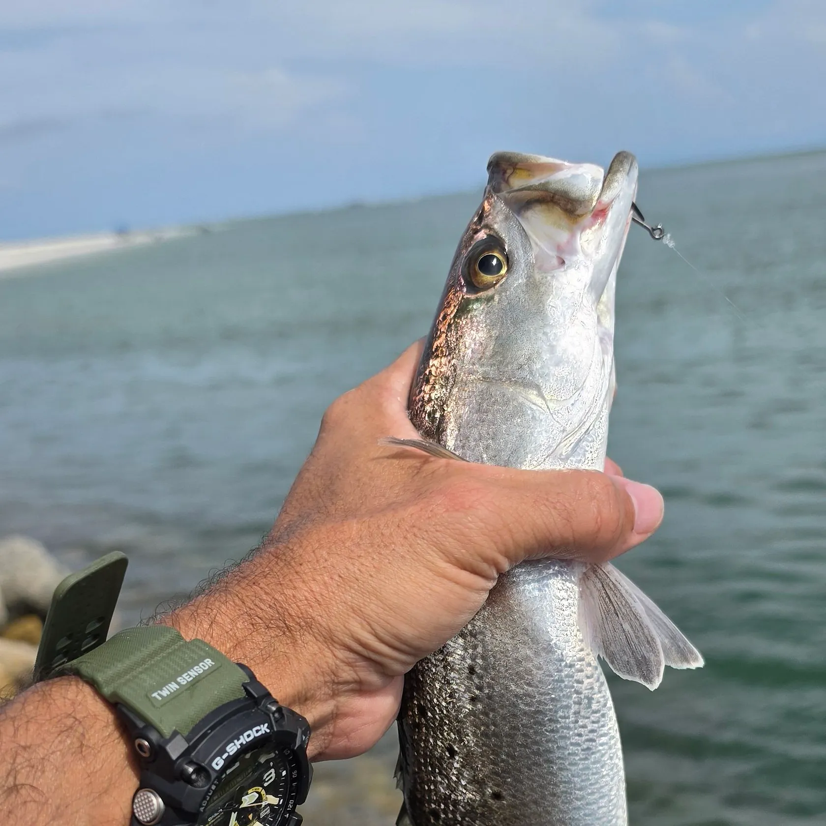Spotted seatrout caught on Fishbrain