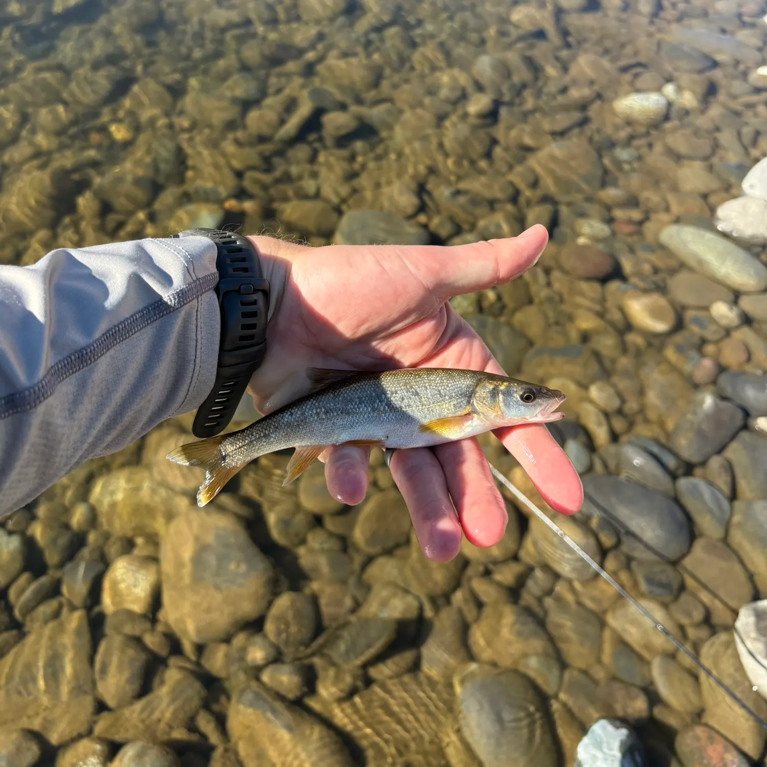 The most recent Northern pikeminnow catches on Fishbrain