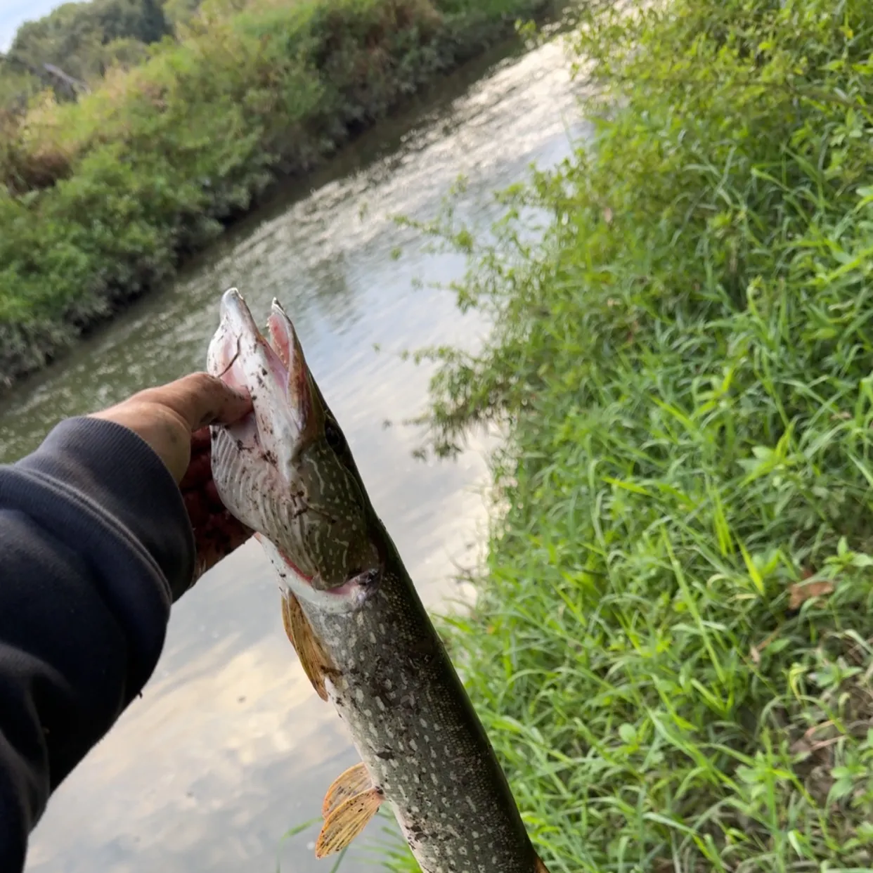 Northern pike caught on Fishbrain