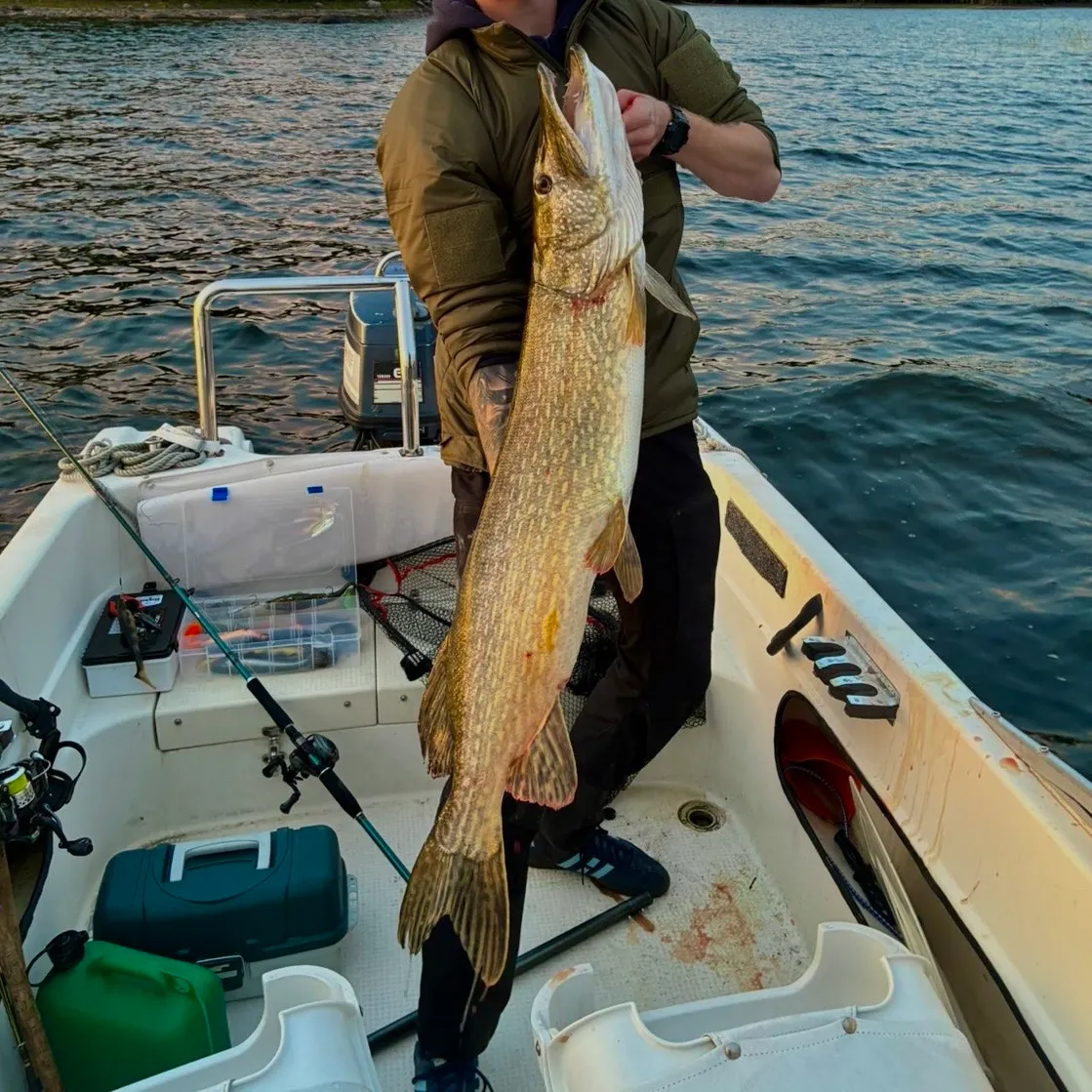Northern pike caught on Fishbrain