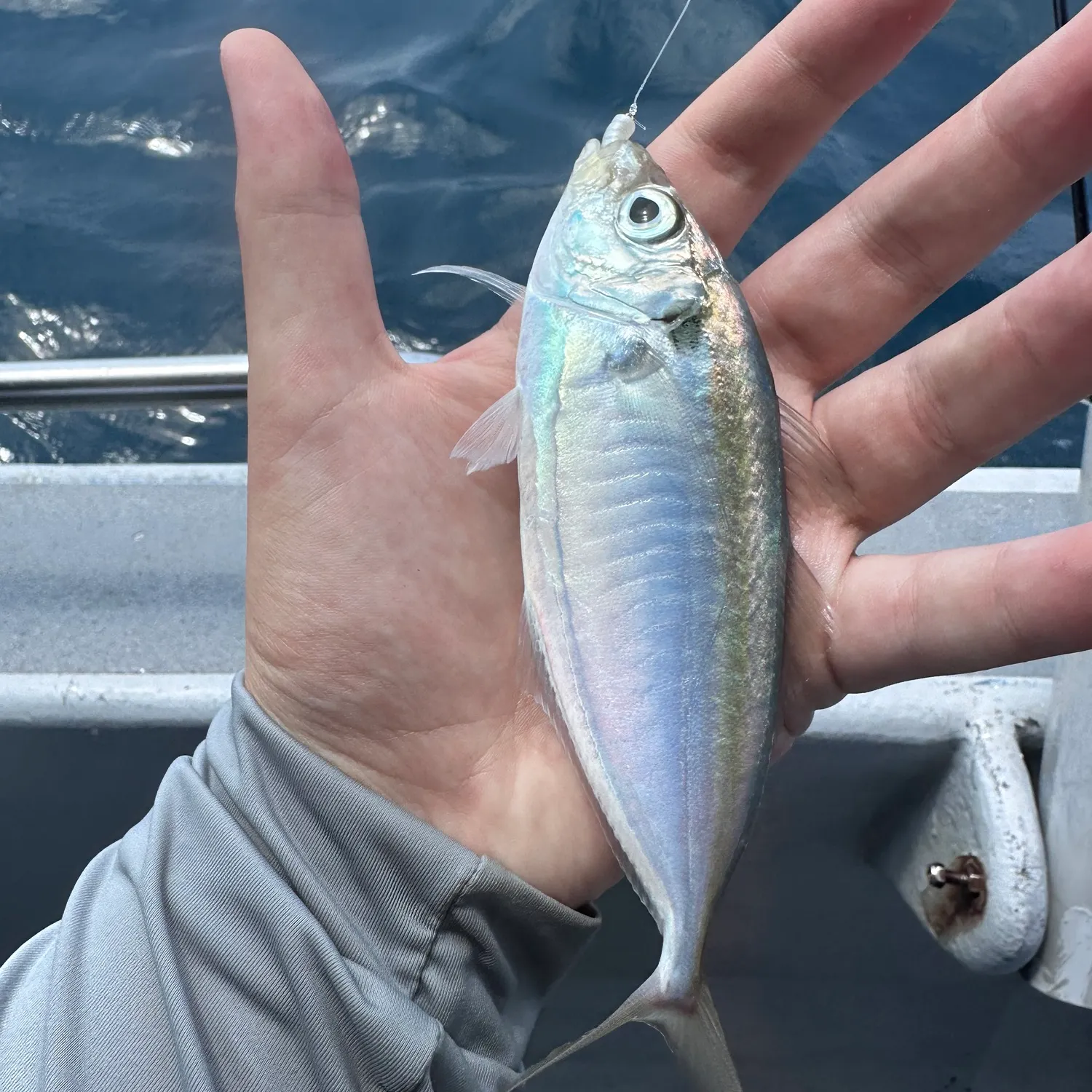 The most recent Yellowstripe scad catches on Fishbrain