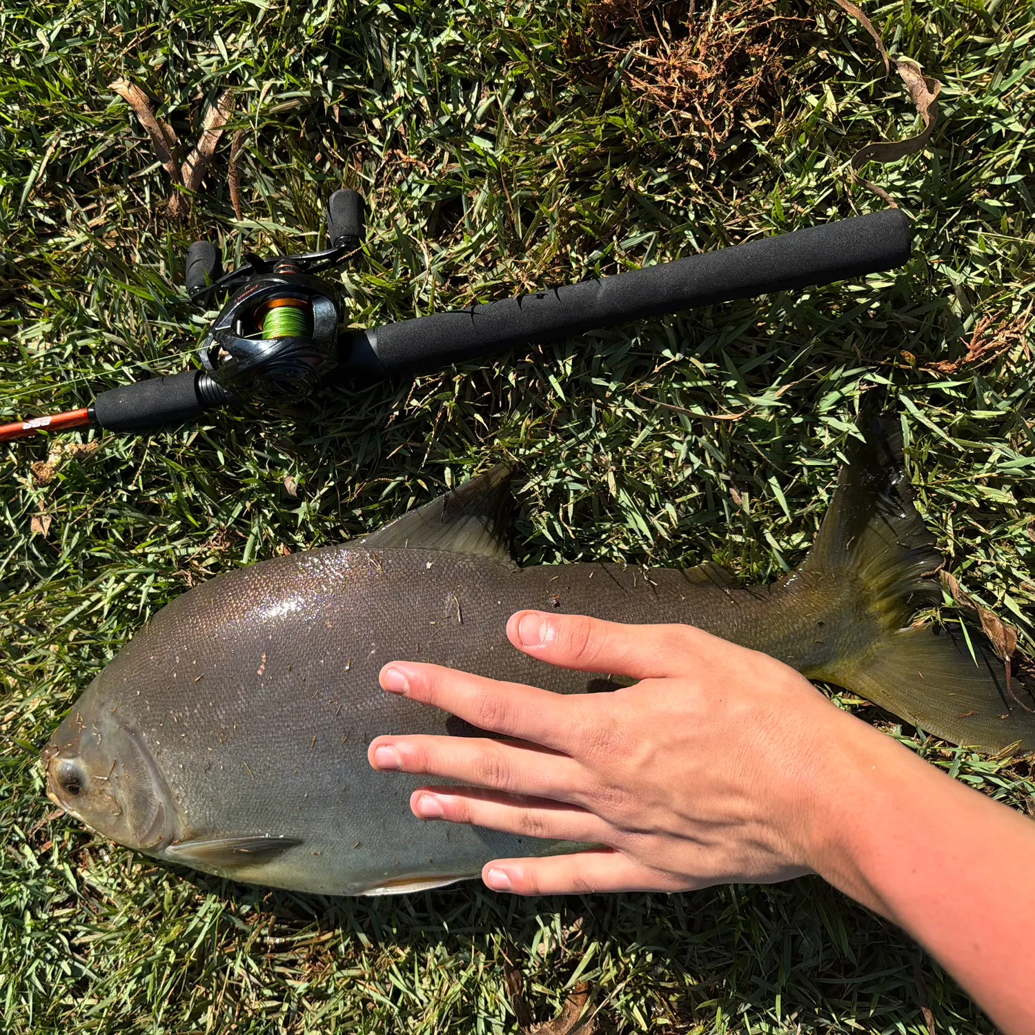 The most recent Small-scaled pacu catches on Fishbrain