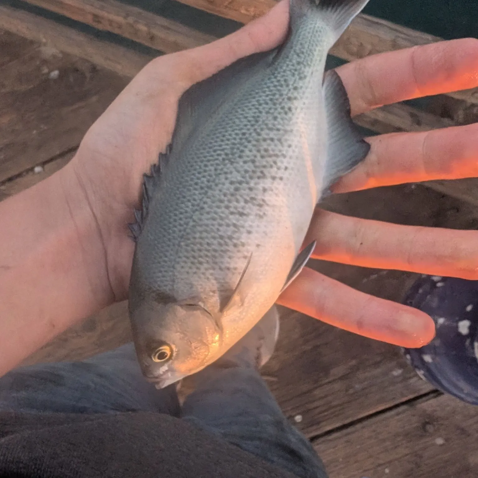 The most recent Halfmoon catches on Fishbrain
