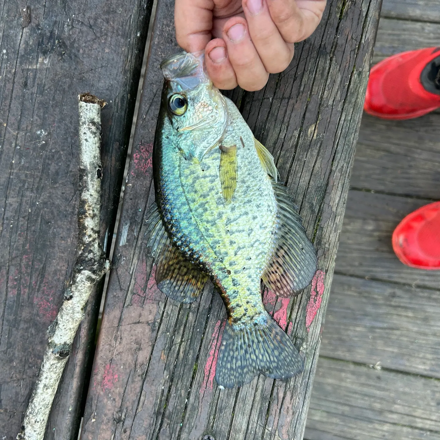 Black crappie caught on Fishbrain