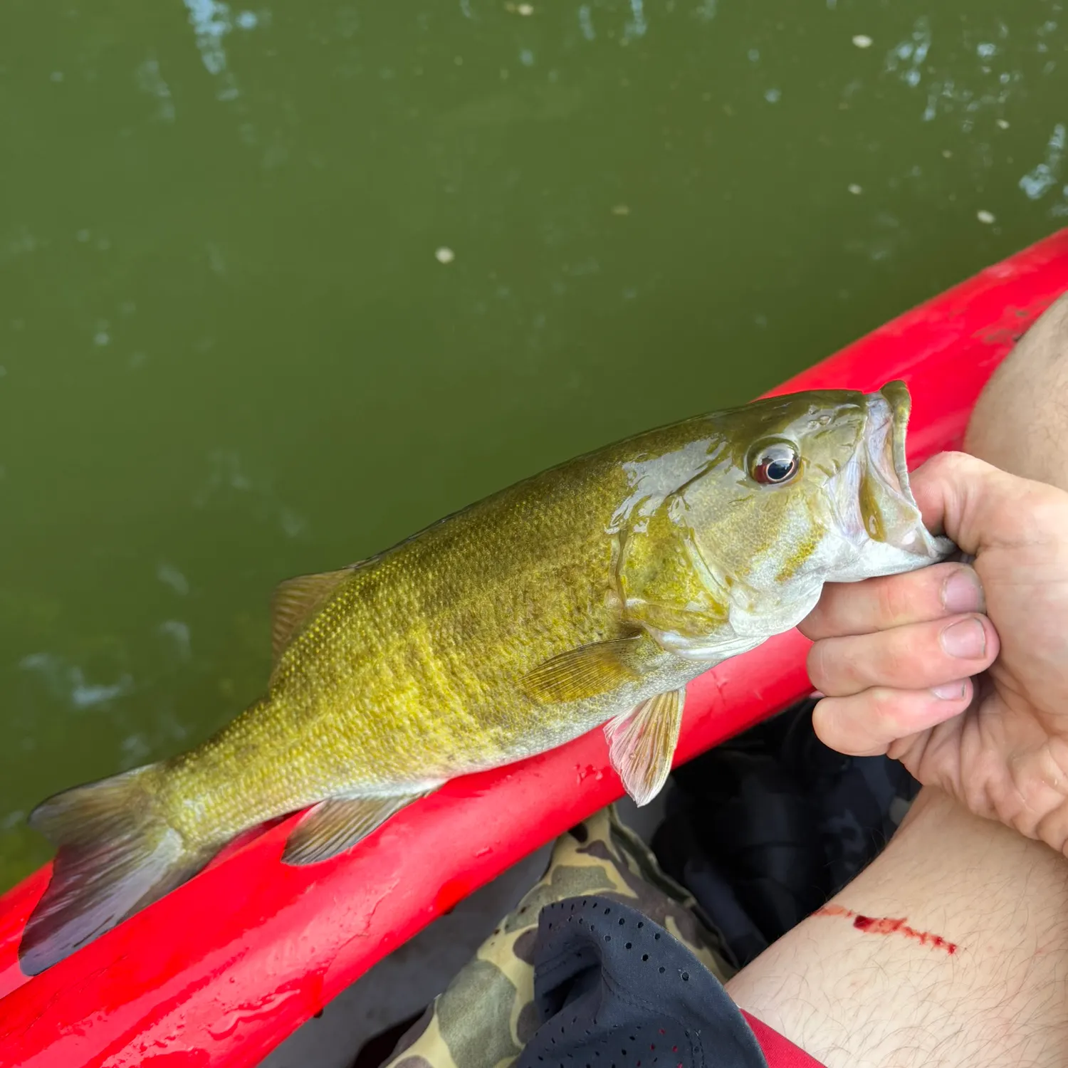 Smallmouth bass caught on Fishbrain